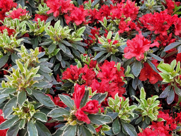 Rhododendron obtusum Hot Shot Variegated - Japanische Azalee Hot Shot Variegated