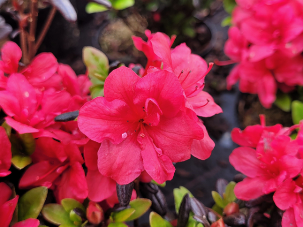 Rhododendron obtusum Maruschka