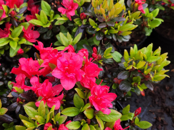 Rhododendron obtusum Maruschka