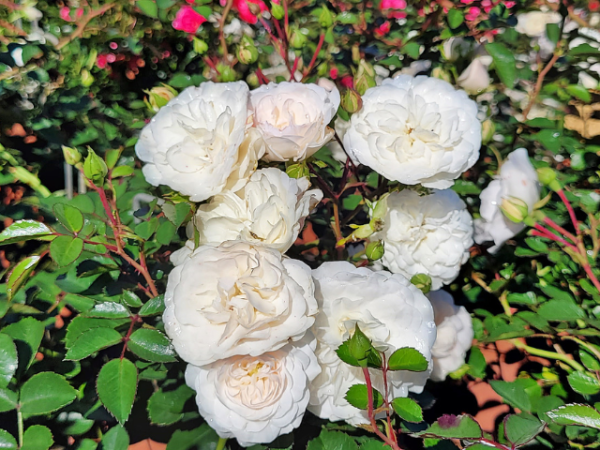 weiße blüte rose sea foam