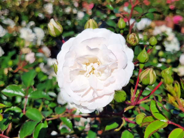 weiße blüte rose sea foam