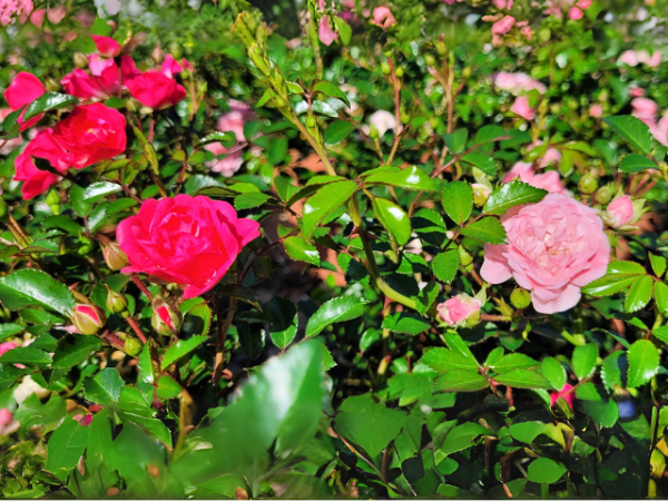 pinke blüte rose the fairy pink