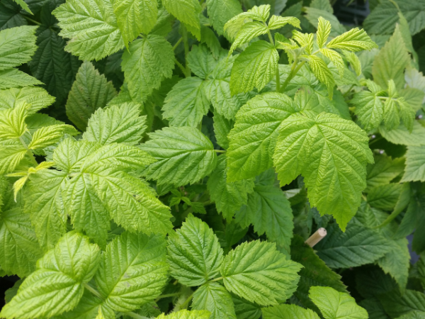 Rubus idaeus "Golden Everest" - (Himbeere "Golden Everest"),