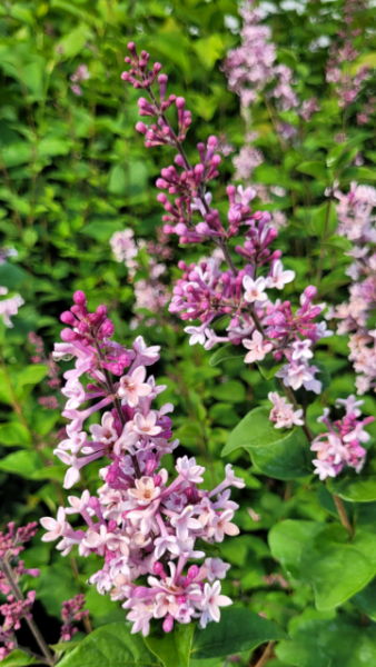 Syringa meyeri Josee - Zwerg-Duftflieder Josee