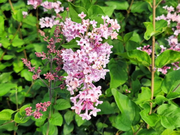 Syringa meyeri Josee - Zwerg-Duftflieder Josee