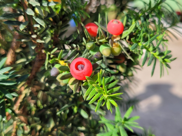 Taxus baccata - (Eibe),