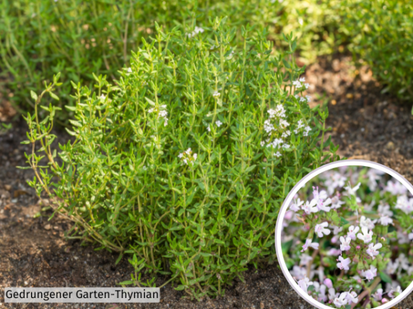 Gedrungener Garten-Thymian - Thymus vulgaris Compactus