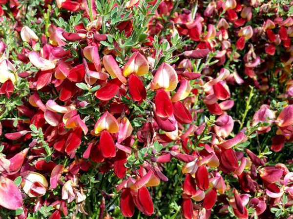 Cytisus scoparius "Burkwoodii" - (Edelginster "Burkwoodii"),