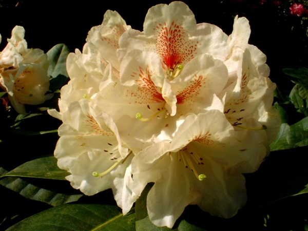 Rhododendron Goldbukett