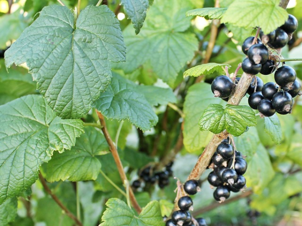 schwarze Johannisbeere Öjeby