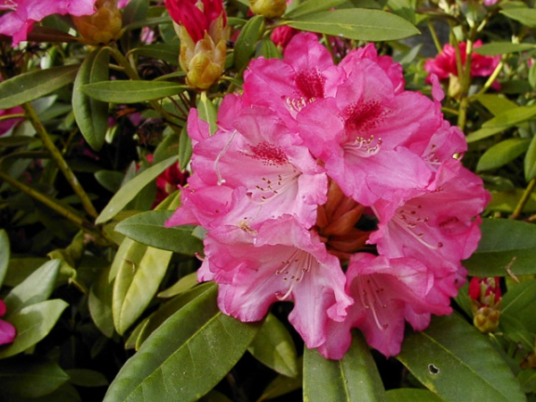 Rhododendron yakushimanum Sneezy