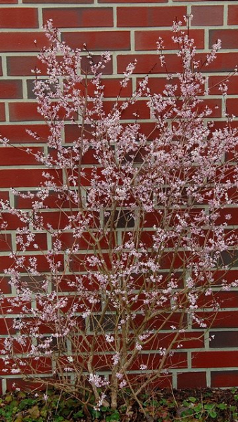 Abeliophyllum distichum - (Weiße Forsythie),