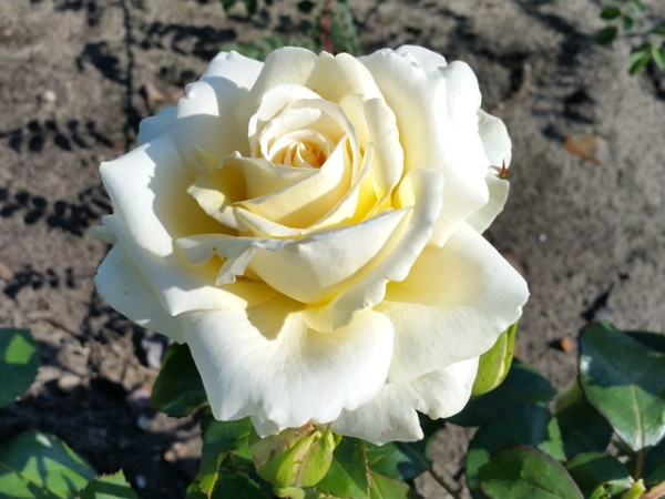 Rosa "Ambiente"® - (Edelrose "Ambiente"®),