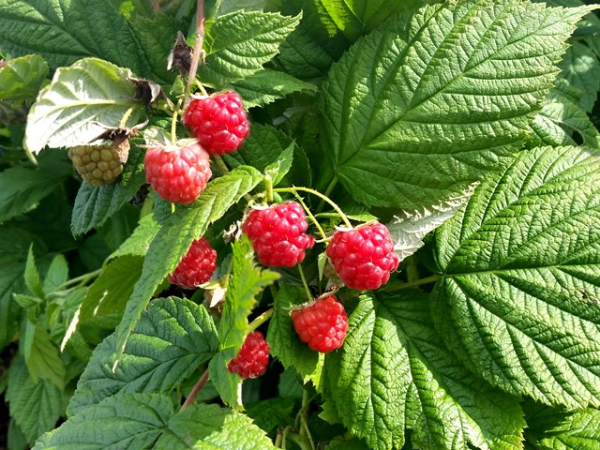 Rubus idaeus Aroma Queen Himbeere Aroma Queen