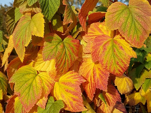 Ribes nigrum "Titania"-S- - Schwarze Johannisbeere "Titania"