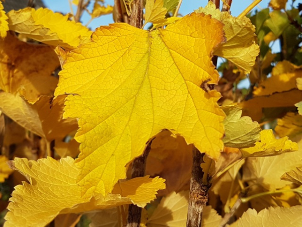 Herbstfärbung Weiße Johannisbeere Weiße Versailler