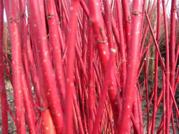 rote zweige Cornus alba Sibirica - Purpur-Hartriegel