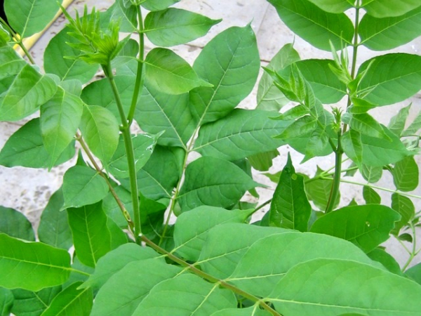 Euodia hupehensis - (Sinkirsche/ Duftraute/ Bienenbaum),