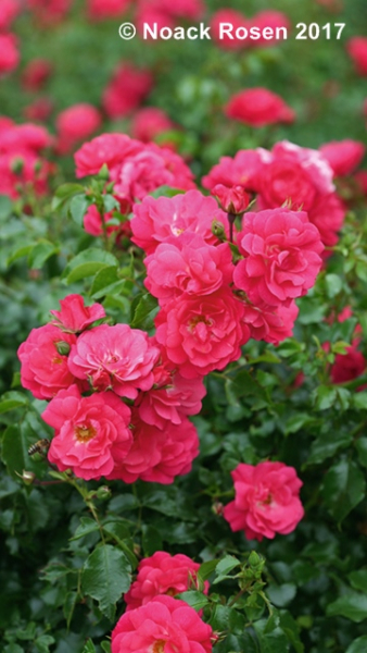 Rosa "Heidetraum"® - (Bodend. Rose "Heidetraum"®),