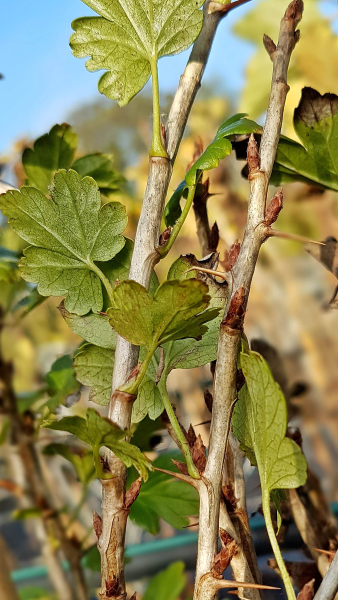 Ribes uva - crispa "Invicta" - (Stachelbeere "Invicta"),