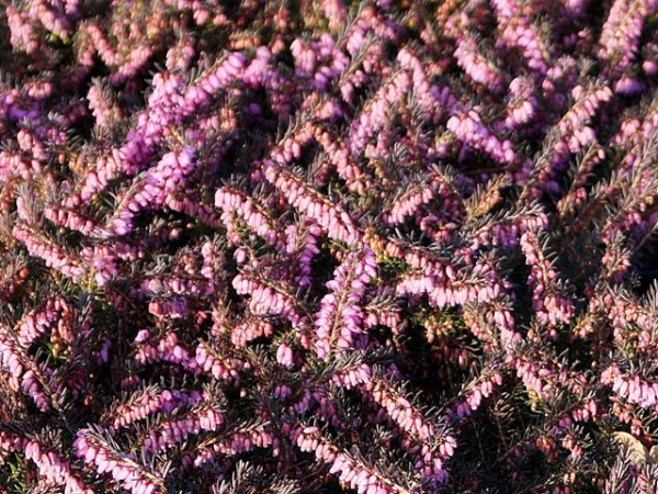 Erica darleyensis "Kramer's Rote" - (Winterblühende Heide "Kramer's Rote"),