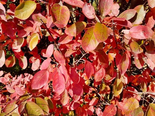 Farbe Amelanchier Herbst Blätter