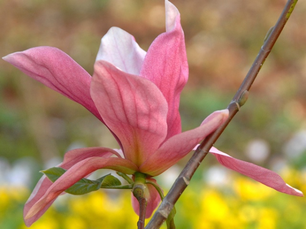 Magnolia "Daybreak" - (Magnolie "Daybreak"),
