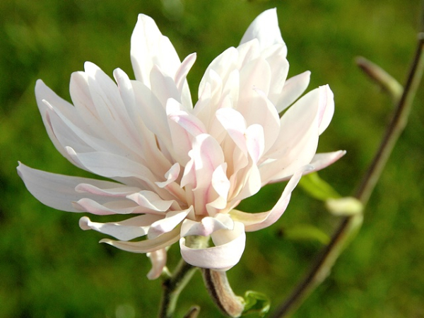 Magnolia stellata "Chrysanthemumiflora" - (Sternmagnolie "Chryanthemumiflora"),