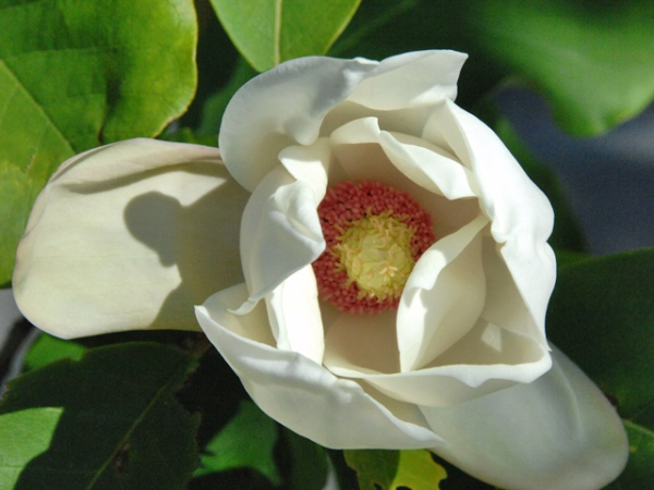 Magnolia x wieseneri - (Wiesner's Magnolie),