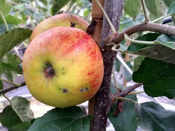 Malus Elstar Apfel