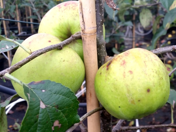 Apfel Golden Delicious - Malus Golden Delicious