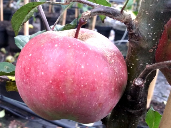 Malus Gloster - Apfel Gloster 69