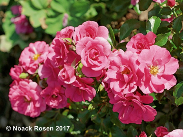 Rosa "Medley Pink"® - (Zwergrose "Medley Pink"®),