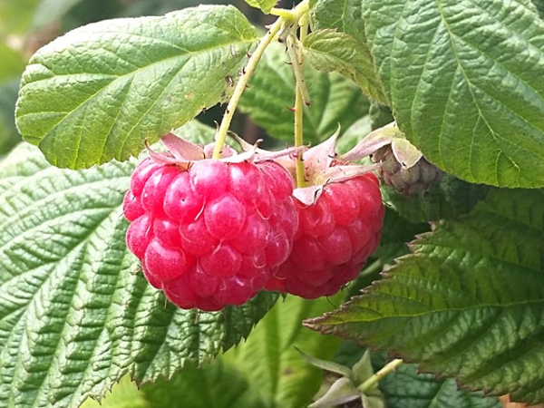 Rubus idaeus "Meeker" - (Himbeere "Meeker"),