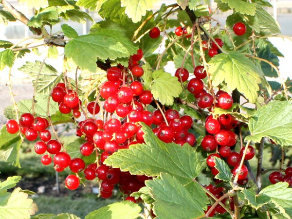 Ribes rubrum Rolan