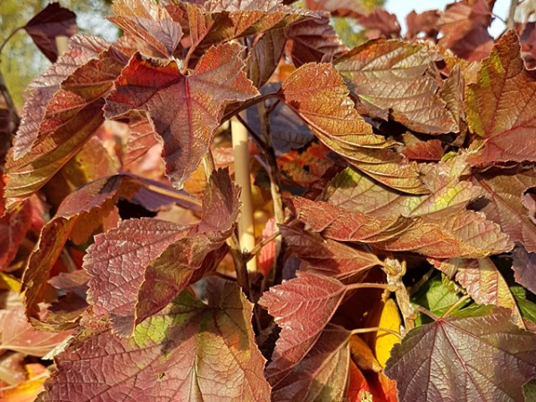 Ribes rubrum Rovada rote Herbstfärbung