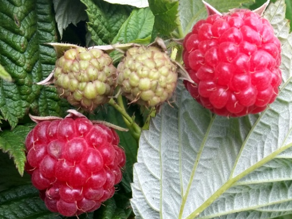 Rubus idaeus Schönemann - Himbeere Schönemann