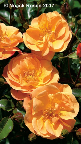 Rosa "Sedana"® - (Bodend. Rose "Sedana"®),