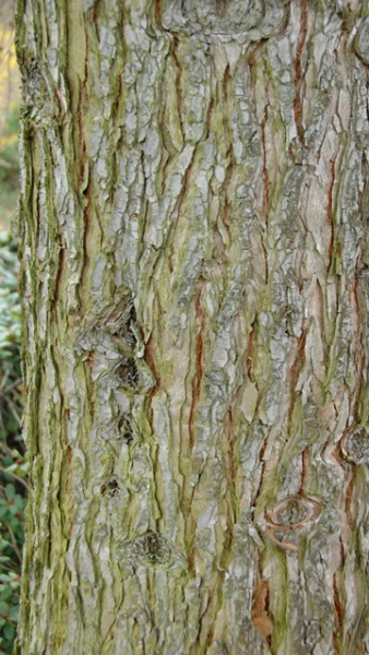 Sequoiadendron giganteum - (Kalifornischer Mammutbaum),