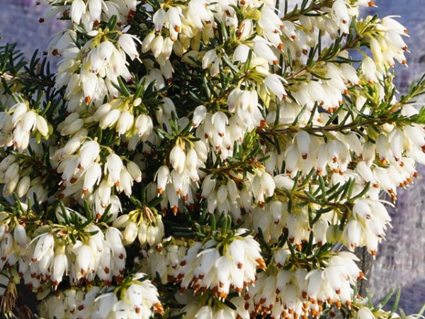 Erica carnea "Snow Queen" - (Schneeheide "Snow Queen"),