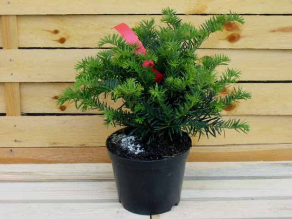 Taxus baccata "Repandens" - (Tafel-Eibe),