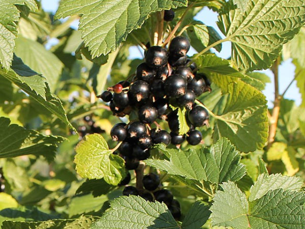 Ribes nigrum "Titania"-S- - Schwarze Johannisbeere "Titania"