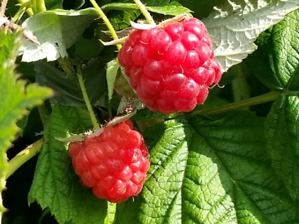 Rubus idaeus "Tulameen" - (Himbeere "Tulameen"),