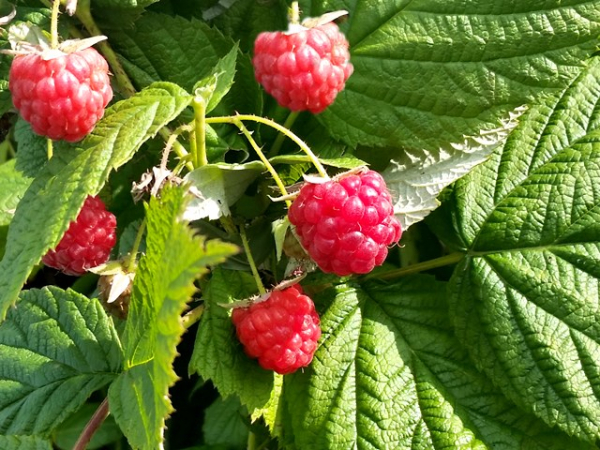 Rubus idaeus Twotimer ® Sugana ® - Himbeere Twotimer ® Sugana ®