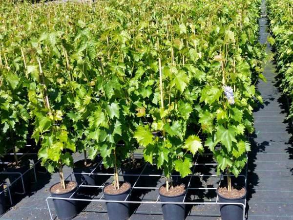 Vitis Muscat Bleu Weintraube