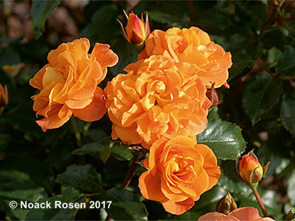 Rosa "Westzeit"® - (Beetrose "Westzeit"®),