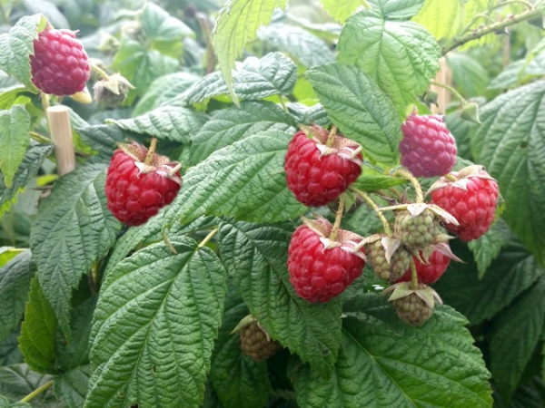 Rubus idaeus Willamette - Himbeere Willamette